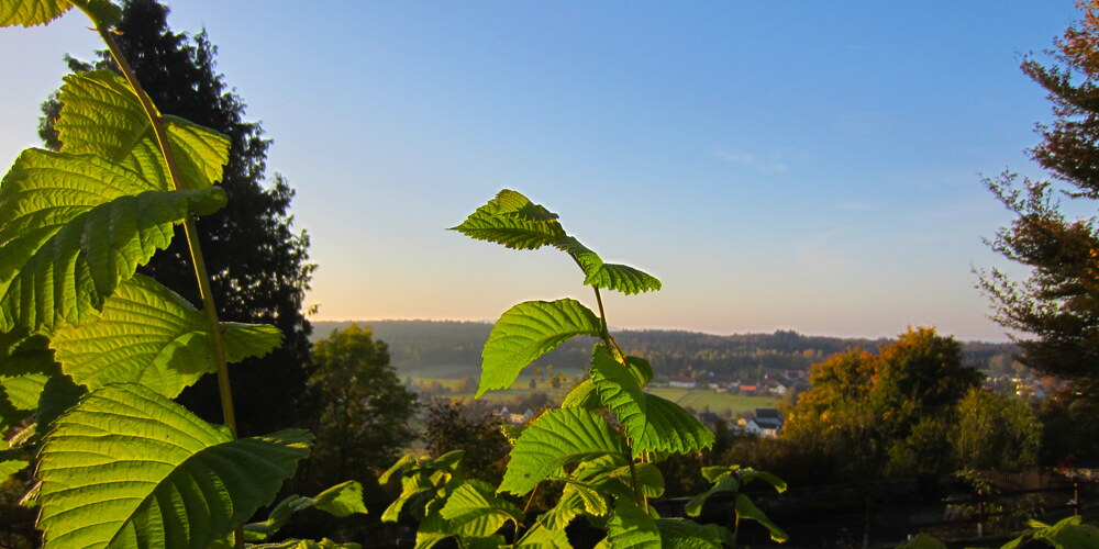ein paar grüne Blätter im Vordergrund. Am Horizont erkennt man eine herbstliche Landschaft mit blauem Himmel