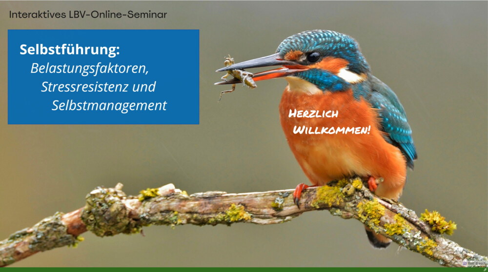 Ein Foto von einem Eisvogel, der auf einem Ast sitzt und einen Käfer im Schnabel hat. Daneben steht "Interaktives LBV-Online-Seminar" und ein weißer Text im blauen Kasten: Selbstführung - Belastungsfaktoren, Stressresistenz und Selbstmanagement